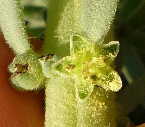 High Resolution Suaeda taxifolia Flower